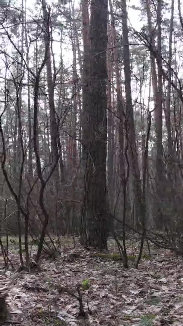 Vídeo vertical de árvores em uma floresta de pinheiros, câmera lenta — Vídeo de Stock