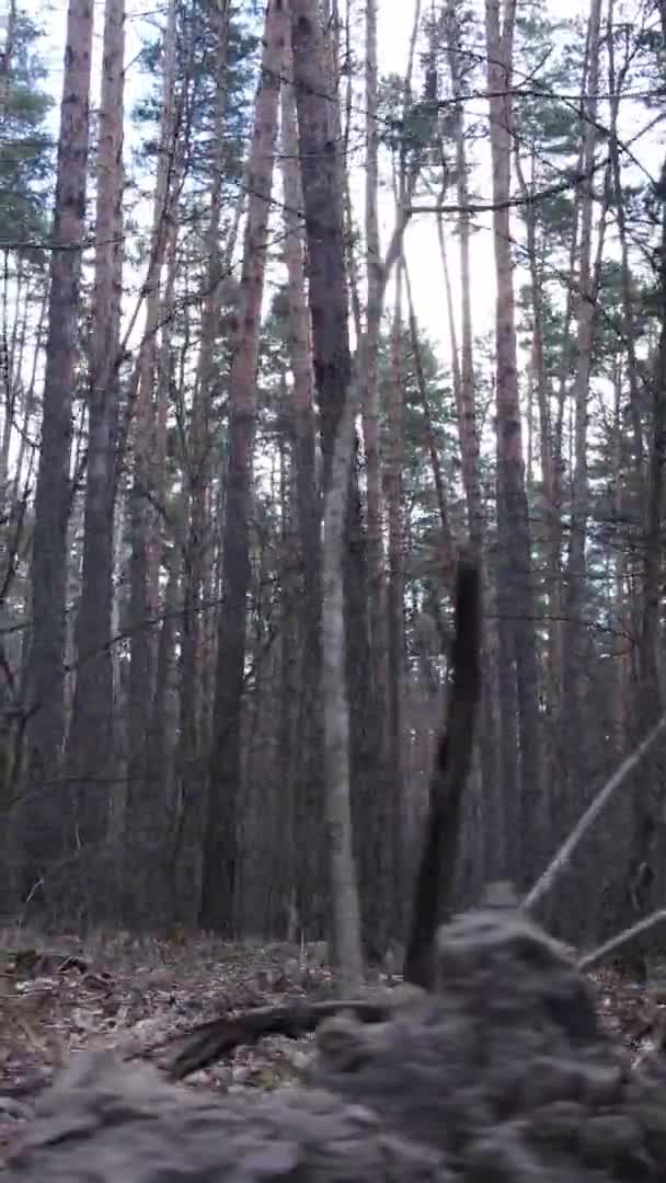 Vidéo verticale d'arbres dans une pinède, au ralenti — Video