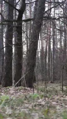 Çam ormanındaki ağaçların dikey videosu, yavaş çekim.