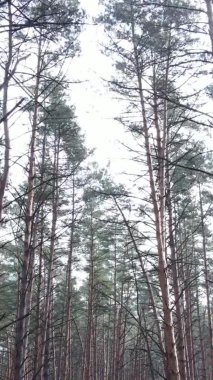 Çam ormanındaki ağaçların dikey videosu, yavaş çekim.