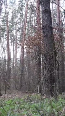 Çam ormanındaki ağaçların dikey videosu, yavaş çekim.