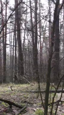 Çam ormanındaki ağaçların dikey videosu, yavaş çekim.