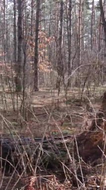 Çam ormanındaki ağaçların dikey videosu, yavaş çekim.