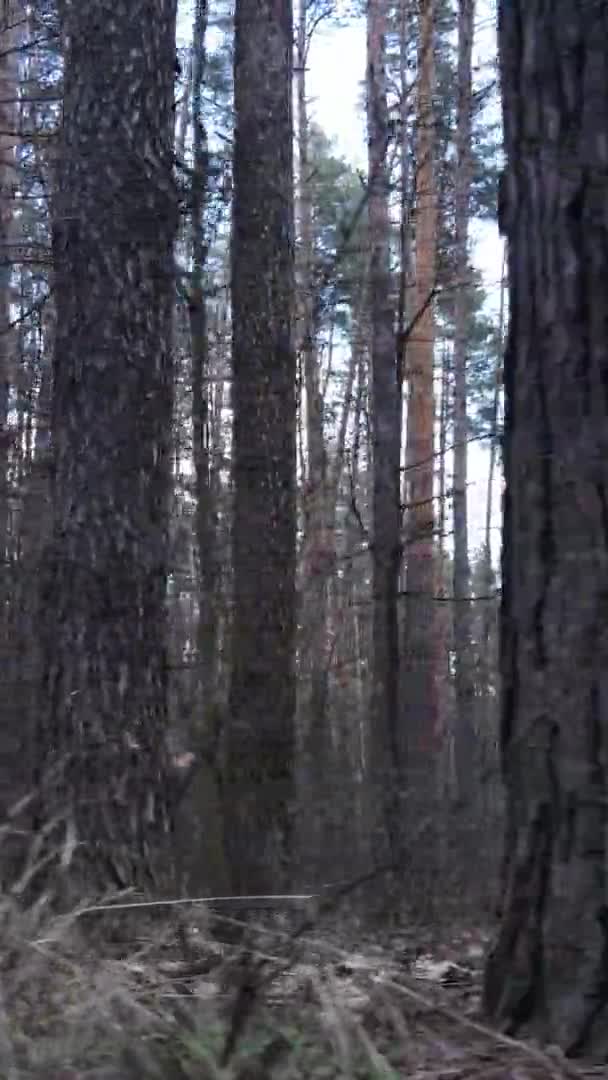 Vertikal video av träd i tallskog, slow motion — Stockvideo