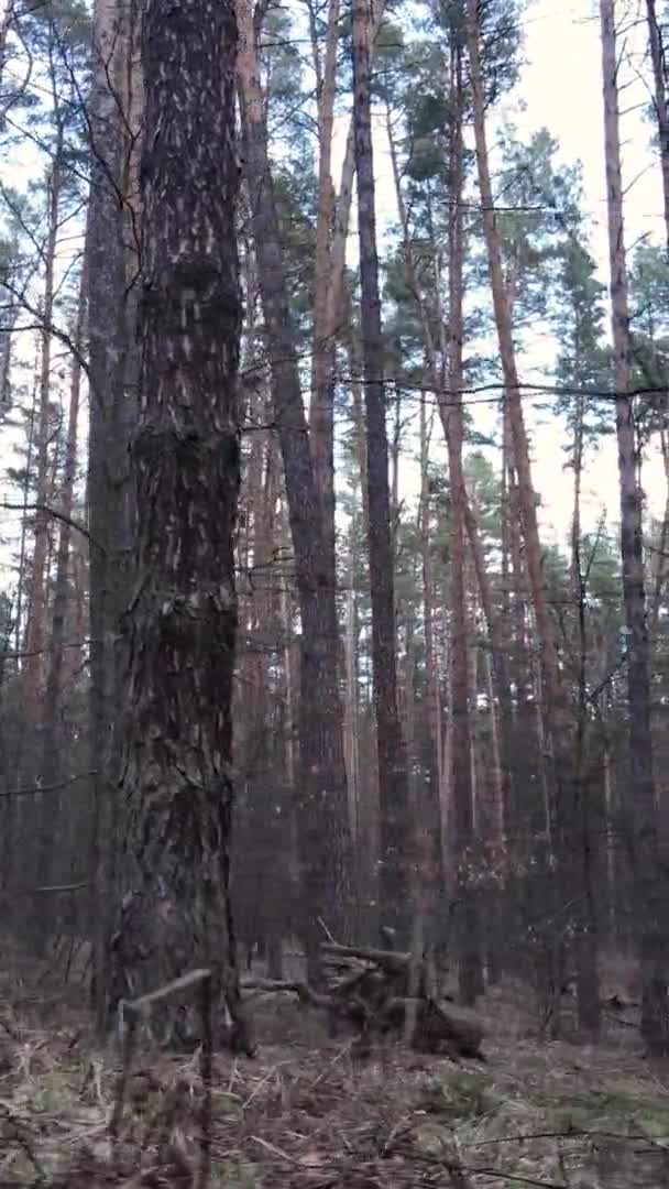 Vertikal video av träd i tallskog, slow motion — Stockvideo