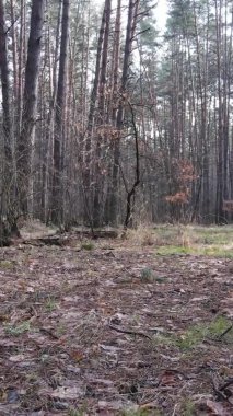 Çam ormanındaki ağaçların dikey videosu, yavaş çekim.