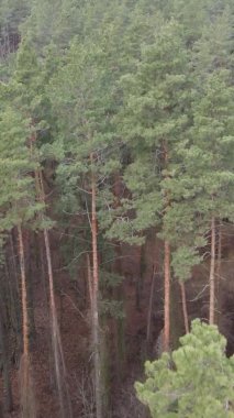 Çam ormanındaki ağaçların dikey videosu, yavaş çekim.