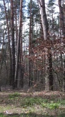 Çam ormanındaki ağaçların dikey videosu, yavaş çekim.