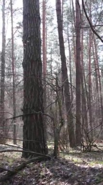 Çam ormanındaki ağaçların dikey videosu, yavaş çekim.