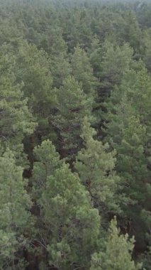 Çam ormanındaki ağaçların dikey videosu, yavaş çekim.