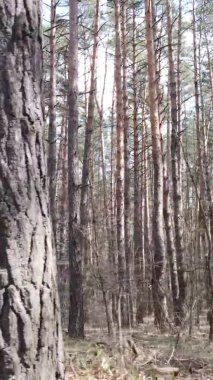 Çam ormanındaki ağaçların dikey videosu, yavaş çekim.