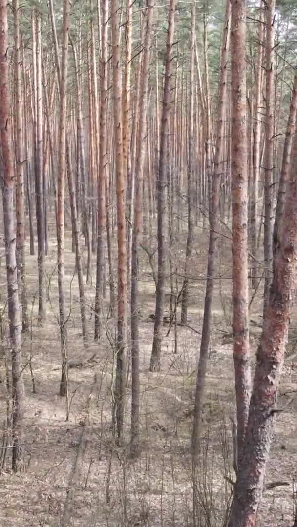 Вертикальное видео деревьев в сосновом лесу, замедленная съемка — стоковое видео