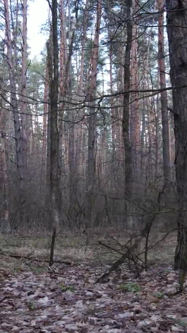 Vidéo verticale d'arbres dans une pinède, au ralenti