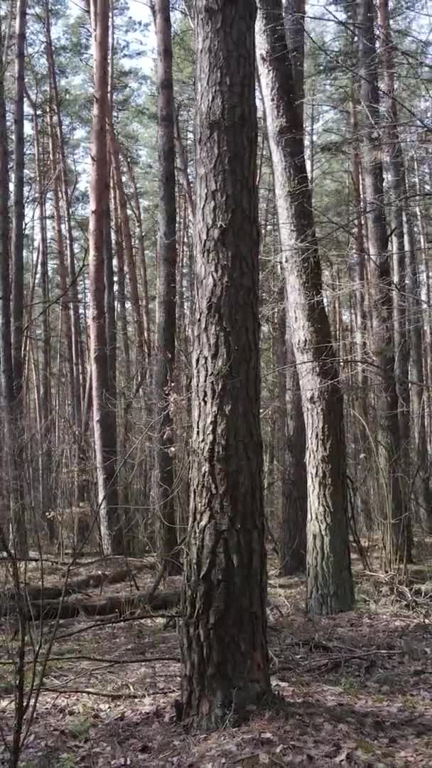 Vidéo verticale d'arbres dans une pinède, au ralenti