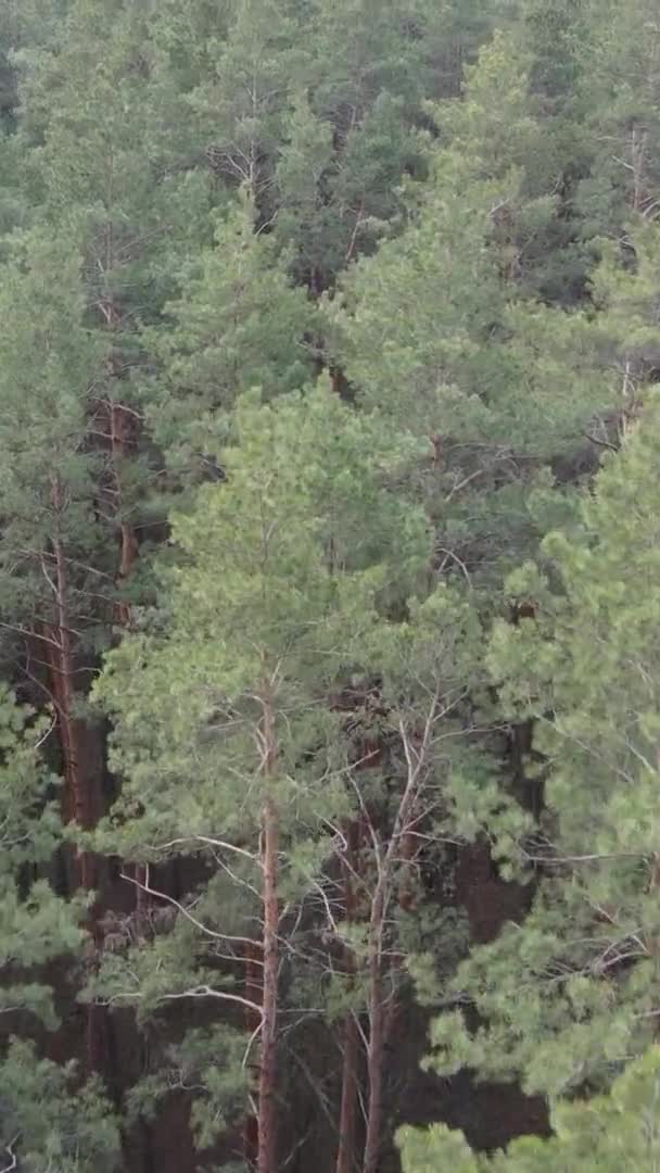 Vertikal video av träd i tallskog, slow motion — Stockvideo