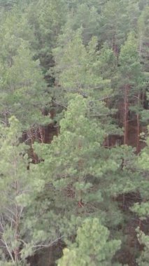 Çam ormanındaki ağaçların dikey videosu, yavaş çekim.