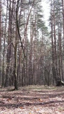 Çam ormanındaki ağaçların dikey videosu, yavaş çekim.