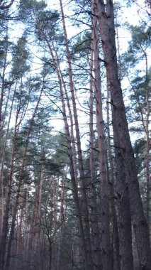 Çam ormanındaki ağaçların dikey videosu, yavaş çekim.