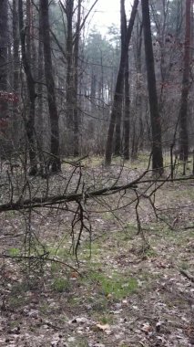 Çam ormanındaki ağaçların dikey videosu, yavaş çekim.