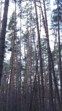 Çam ormanındaki ağaçların dikey videosu, yavaş çekim.