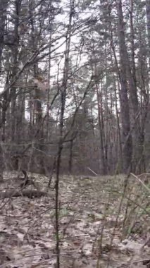 Çam ormanındaki ağaçların dikey videosu, yavaş çekim.