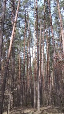 Çam ormanındaki ağaçların dikey videosu, yavaş çekim.