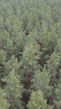 Çam ormanındaki ağaçların dikey videosu, yavaş çekim.