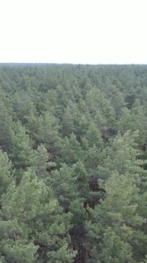 Çam ormanındaki ağaçların dikey videosu, yavaş çekim.