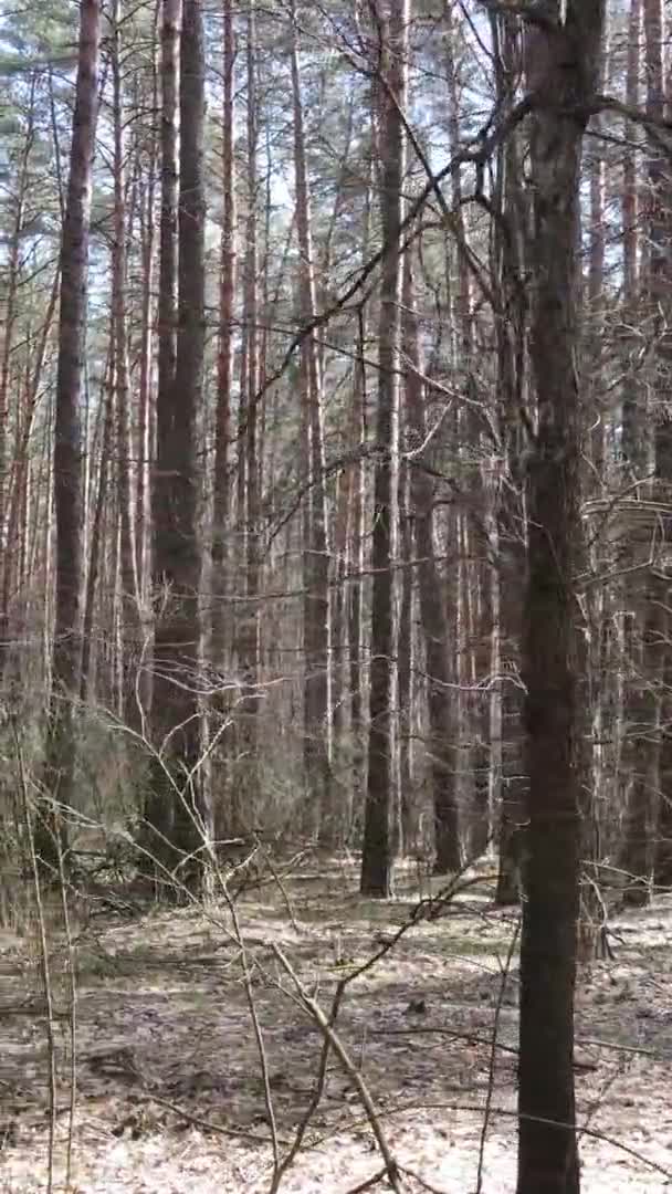 Vertikal video av träd i tallskog, slow motion — Stockvideo