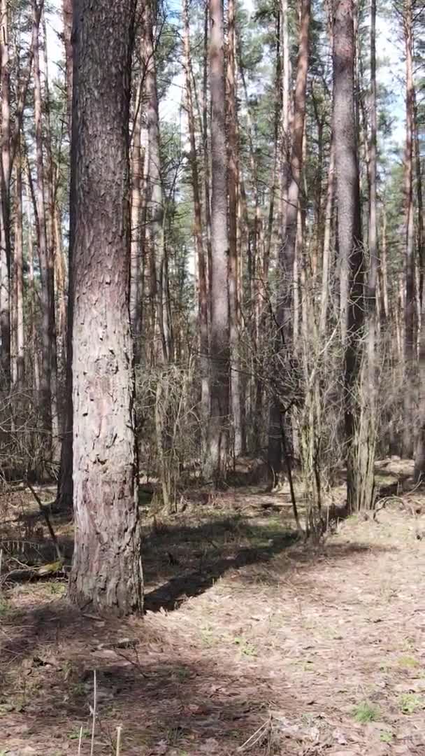 Vidéo verticale d'arbres dans une pinède, au ralenti