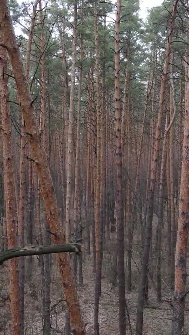 Vídeo vertical de árvores em uma floresta de pinheiros, câmera lenta — Vídeo de Stock