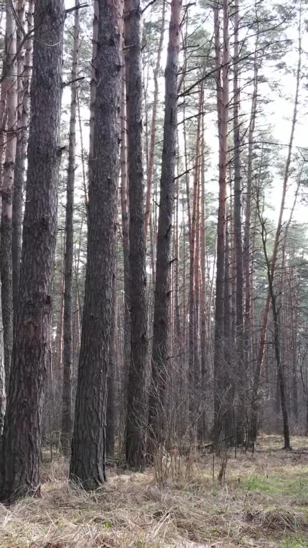 Vertikal video av träd i tallskog, slow motion — Stockvideo