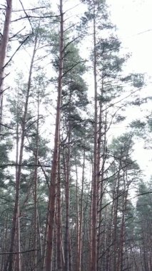 Çam ormanındaki ağaçların dikey videosu, yavaş çekim.