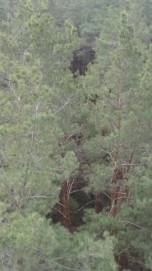 Çam ormanındaki ağaçların dikey videosu, yavaş çekim.