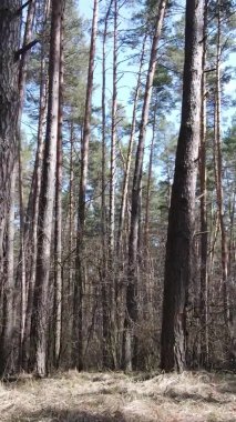 Çam ormanındaki ağaçların dikey videosu, yavaş çekim.