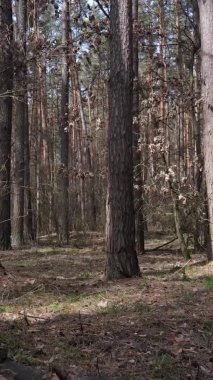 Çam ormanındaki ağaçların dikey videosu, yavaş çekim.