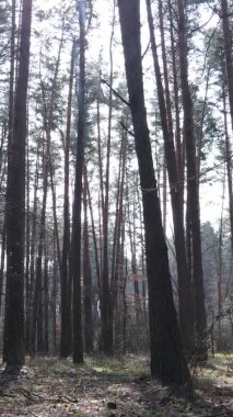 Çam ormanındaki ağaçların dikey videosu, yavaş çekim.