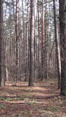 Çam ormanındaki ağaçların dikey videosu, yavaş çekim.