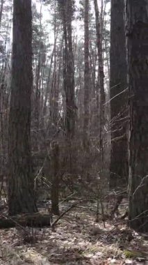 Çam ormanındaki ağaçların dikey videosu, yavaş çekim.