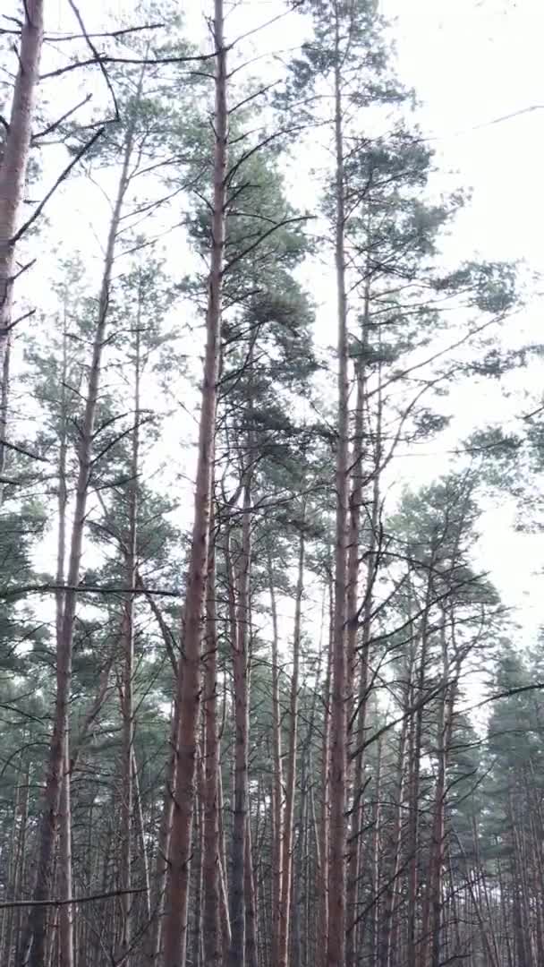 Vertikales Video von Bäumen in einem Kiefernwald, Zeitlupe — Stockvideo