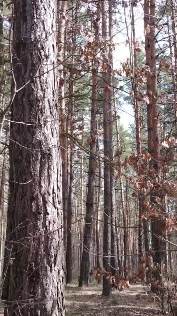 Vídeo vertical de árvores em uma floresta de pinheiros, câmera lenta — Vídeo de Stock