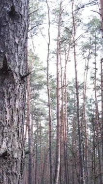 Çam ormanındaki ağaçların dikey videosu, yavaş çekim.