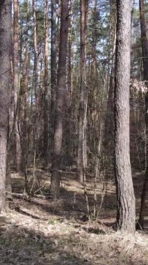 Çam ormanındaki ağaçların dikey videosu, yavaş çekim.