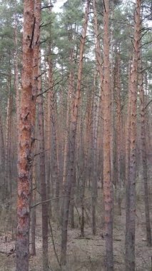 Çam ormanındaki ağaçların dikey videosu, yavaş çekim.