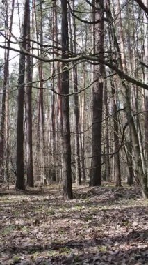 Çam ormanındaki ağaçların dikey videosu, yavaş çekim.