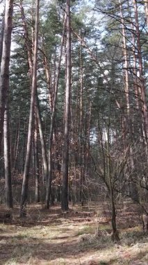 Çam ormanındaki ağaçların dikey videosu, yavaş çekim.