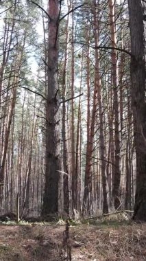 Çam ormanındaki ağaçların dikey videosu, yavaş çekim.