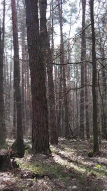 Çam ormanındaki ağaçların dikey videosu, yavaş çekim.