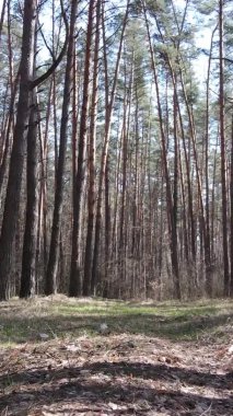 Çam ormanındaki ağaçların dikey videosu, yavaş çekim.