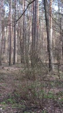 Çam ormanındaki ağaçların dikey videosu, yavaş çekim.